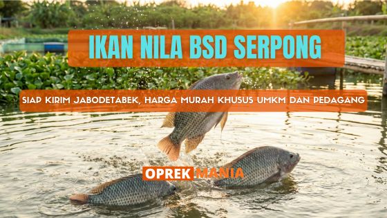 IKAN NILA BSD dan SERPONG