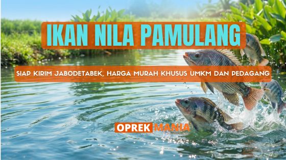 IKAN NILA PAMULANG