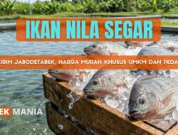 Ikan Nila Segar Langsung dari Peternakan – Harga Grosir untuk Pedagang dan UMKM di Jabodetabek